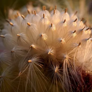 花，宏，Doré，自然，植物群，花园，彩色粉红色
