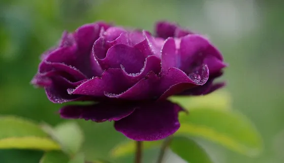 鲁菏红,芍药花,玫瑰,紫色郁金香,圆仔花,紫罗兰色花头的近似 鲁菏红,芍药花,玫瑰,紫色郁金香,圆仔花,紫罗兰色花头的近似