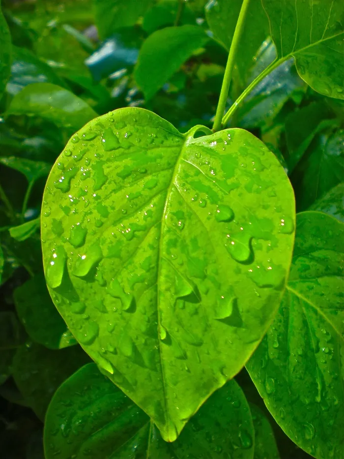 心，叶，绿色，雨滴