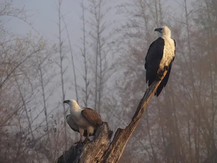 鸟，自然，自然，自然背景，野生动物