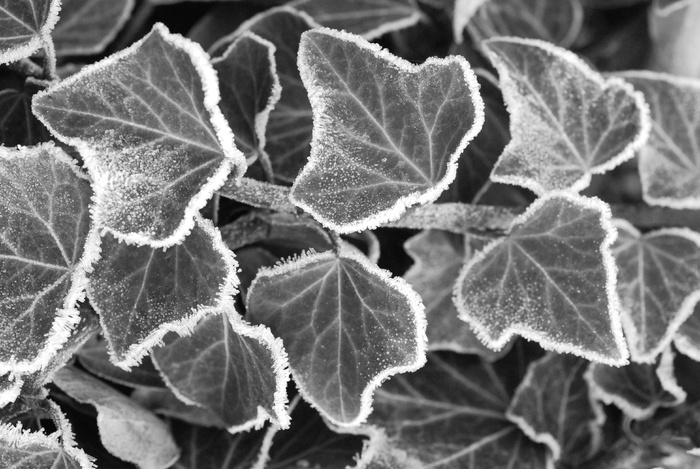 黑色和白色，常春藤，冬天，冻结