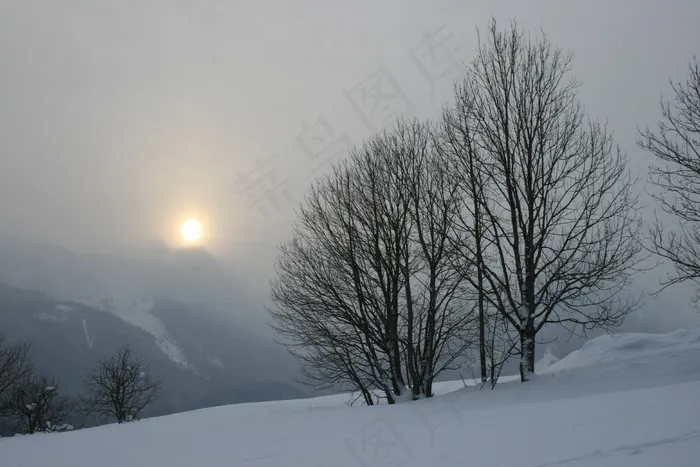 日落，冬天，树，冷，雪，雾