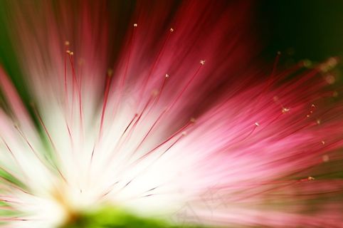 桉树花，花的，背景，公园，春天