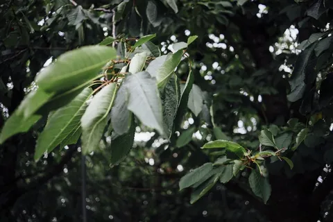 树,盆栽植物,峨眉石栎,峨眉木姜子,花卉,绿叶 树,盆栽植物,峨眉石栎,峨眉木姜子,花卉,绿叶