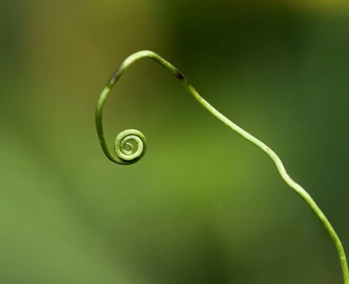 带水珠的树叶,水珠,水珠图,雨珠,吸顶灯,铜绿螺旋厂