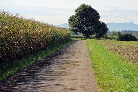 车道，玉米田，离，树，个别地，土径