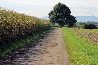 车道，玉米田，离，树，个别地，土径