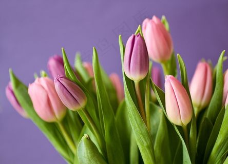 郁金香,鲜花,郁金香花束,紫,粉红色,自然 郁金香,鲜花,郁金香花束,紫,粉红色,自然