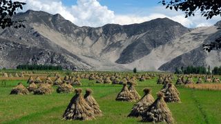 西藏，收获，小米，风景，农业，谷物