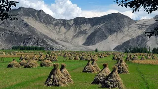 西藏，收获，小米，风景，农业，谷物