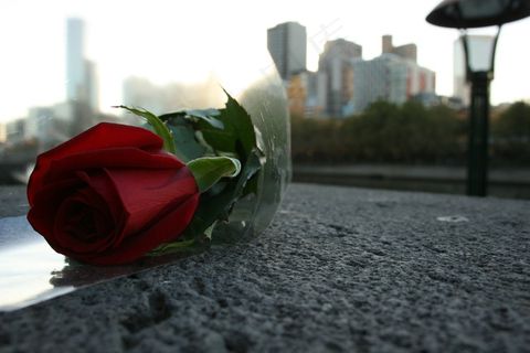 罗莎，罗莎，红色，花，美女，情人节，玫瑰