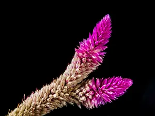 开花，花，野花，关闭