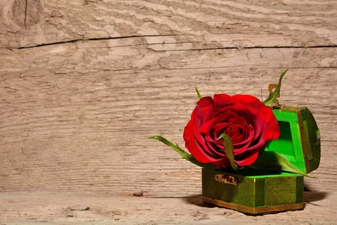 玫瑰,红色,花,开花,宝藏 玫瑰,红色,花,开花,宝藏