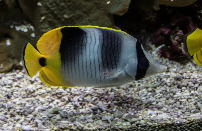 鱼，水族馆，水，Meeresbewohner，水下