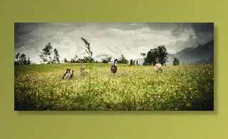 鸭子，绿色，景观，草，水禽，自然