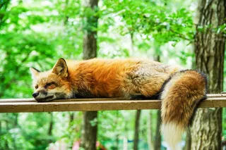 动物，狐狸，可爱，睡眠，睡眠