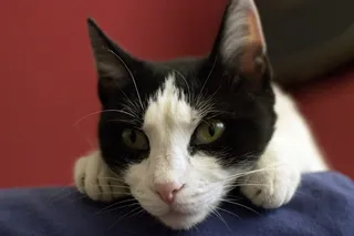 猫，动物，宠物，可爱，家养，肖像，毛皮