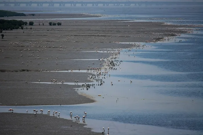 火烈鸟，鸟，喂养，沼泽，溪，潮汐，动物区系