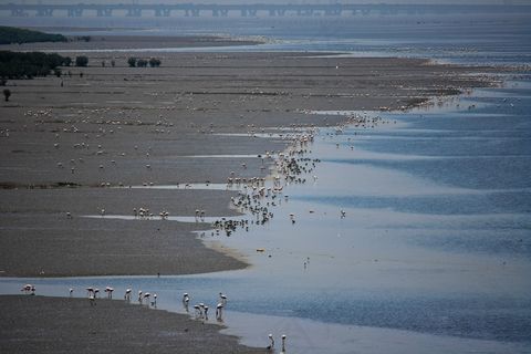 火烈鸟，鸟，喂养，沼泽，溪，潮汐，动物区系