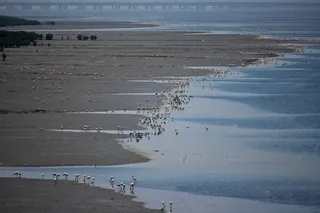 火烈鸟，鸟，喂养，沼泽，溪，潮汐，动物区系