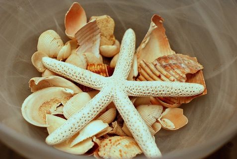 海，贝壳，海滩，海星，海洋，自然，旅行