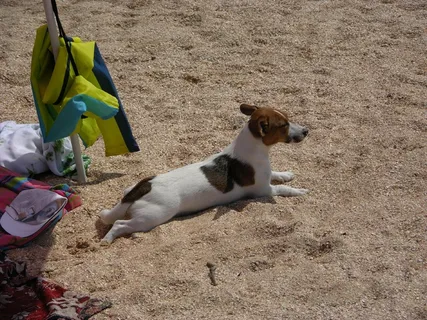 狗，快速，宠物，假期