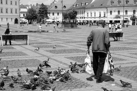 锡比乌，中心，长者，鸽子