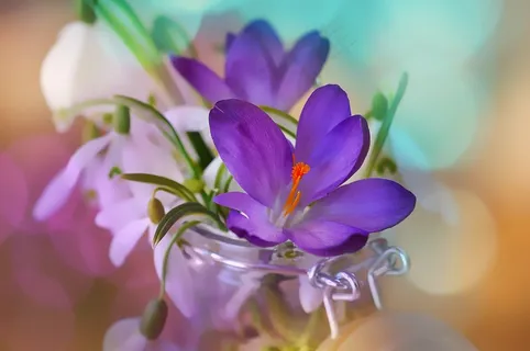 番红花,雪花莲,山谷的百合花,白色,紫色 番红花,雪花莲,山谷的百合花,白色,紫色