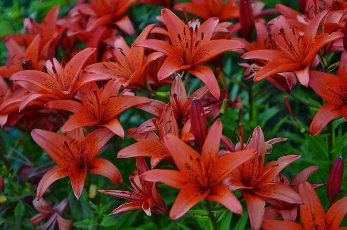 兰花，红色，花，性质，自然，花的，植物