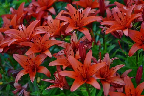 兰花，红色，花，性质，自然，花的，植物