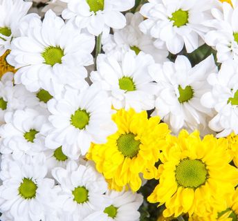 开花，菊花，开花，开花，植物学