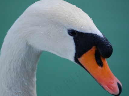 天鹅，静音，头，鸟，白，天鹅座，优雅