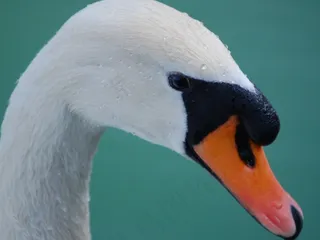 天鹅，静音，头，鸟，白，天鹅座，优雅