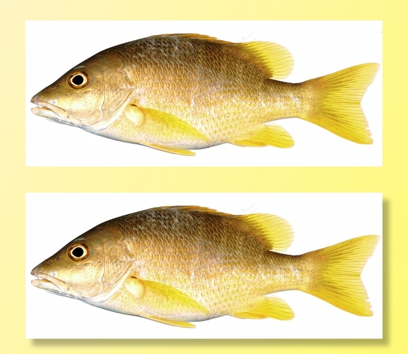 黄鱼，鲷鱼，黄鳍鱼，鱼，黄色