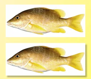 黄鱼，鲷鱼，黄鳍鱼，鱼，黄色