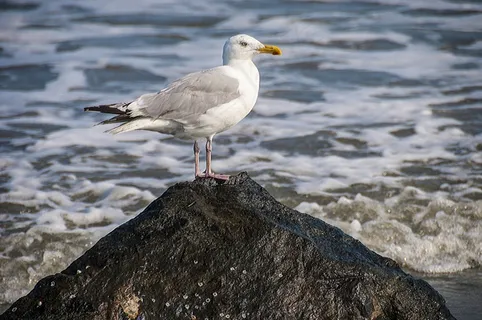 海鸥，鸟，海洋，水，自然，岩
