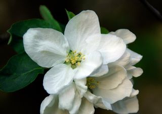 树木，鲜花，春天，苹果花，开花的树