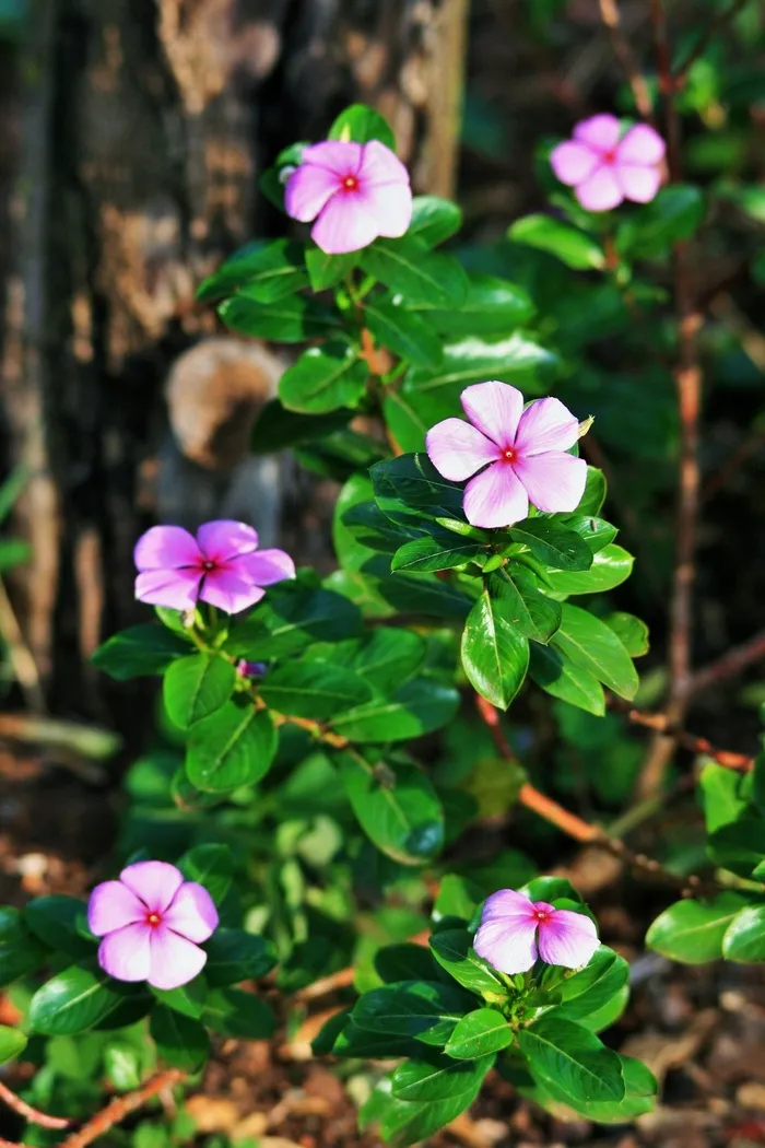 粉色长春花，花，粉红色，长春花，植物