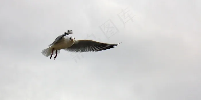 虫子,黑翅鸢,海鸥,鸟类,飞机,海鸥在飞行中