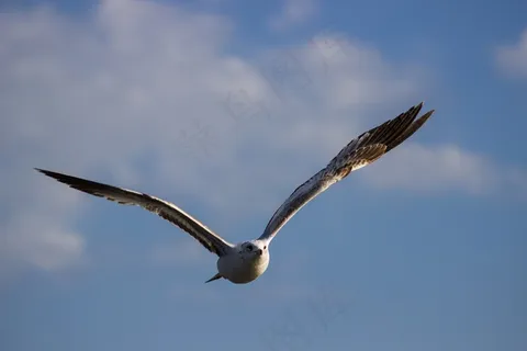 海鸥,鸟,飞行,飞行,天空,云,野生动物 海鸥,鸟,飞行,飞行,天空,云,野生动物