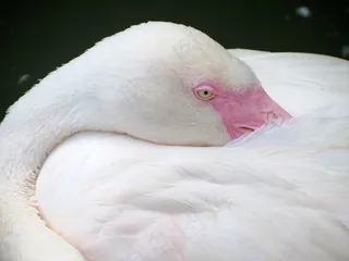 火烈鸟，鸟，自然，粉红色，粉红色的火烈鸟，羽毛