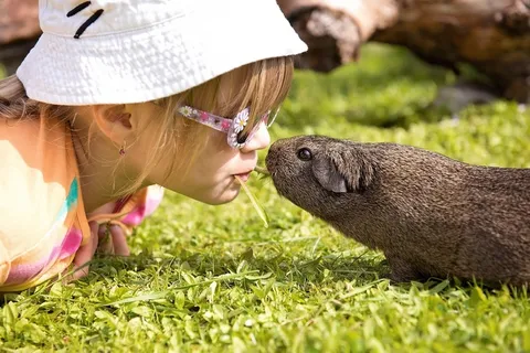 儿童，豚鼠，友谊，甜蜜，光滑的头发