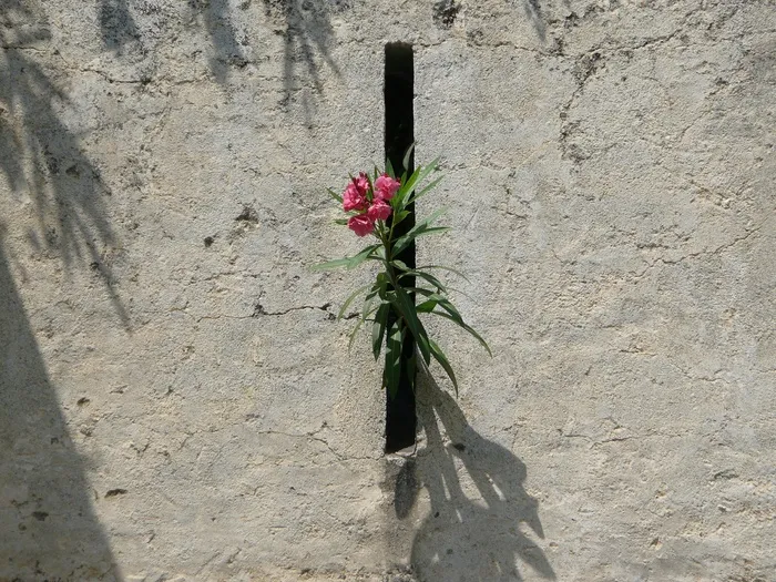 植物，石头，红色，颜，性质，一个人，岩，墙上
