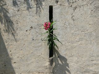 植物，石头，红色，颜，性质，一个人，岩，墙上