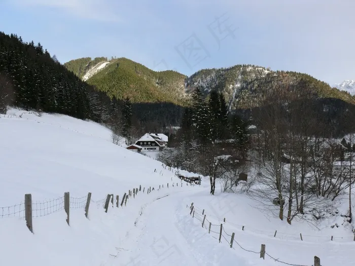 冬季，雪，森林，树木，性质，冷，新西兰
