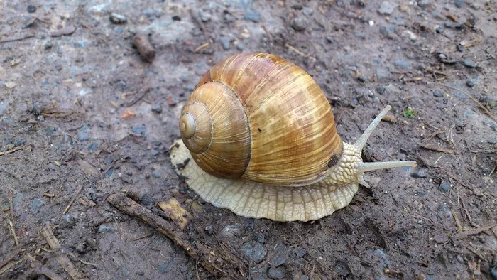 蜗牛，自然，动物，贝壳