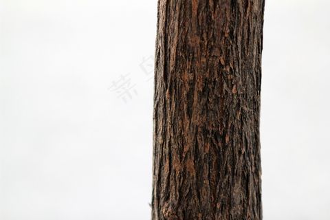 树，纹理，图案，自然，木材，自然，木