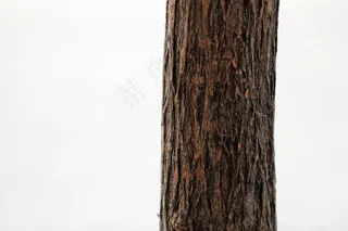 树，纹理，图案，自然，木材，自然，木