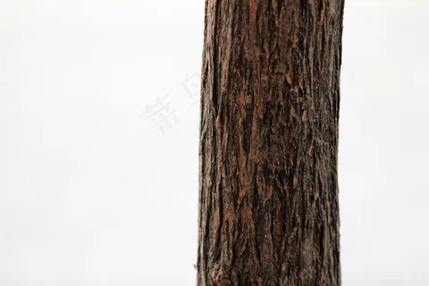 树,纹理,图案,自然,木材,自然,木 树,纹理,图案,自然,木材,自然,木
