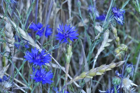 矢车菊,蓝色的花,夏末 矢车菊,蓝色的花,夏末